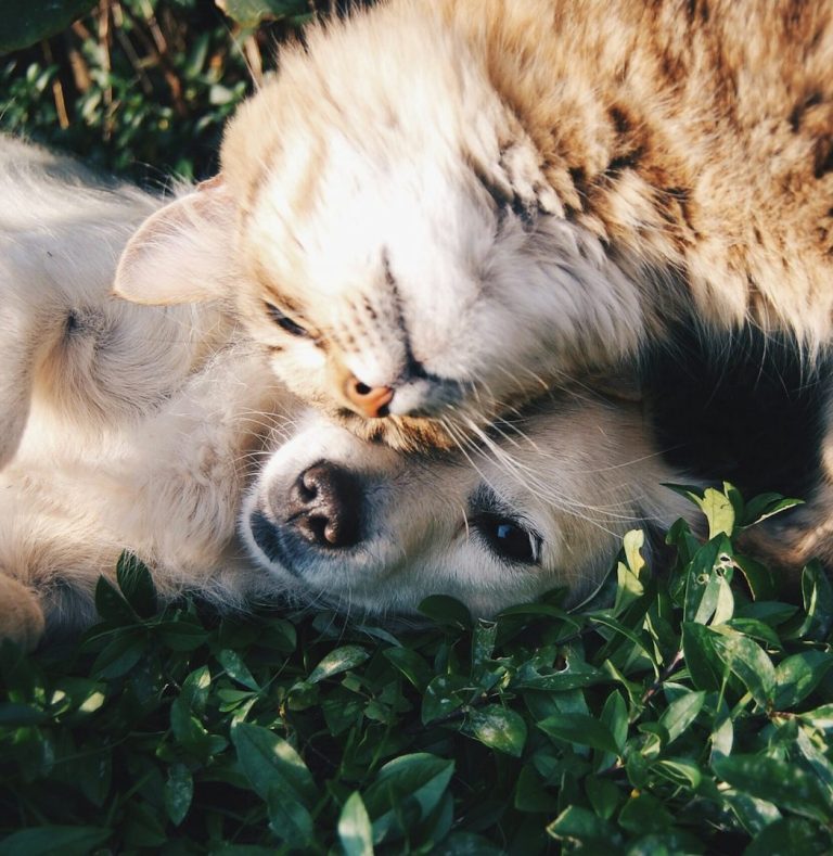 Tierheilpraktikerin für Hunde und Katzen Zwei Tiere, ein Hund und eine Katze, liegen zusammen im Gras und kuscheln.