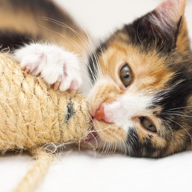 Katzenjunges spielt mit einem geflochtenen Spielzeug in Form einer Maus.