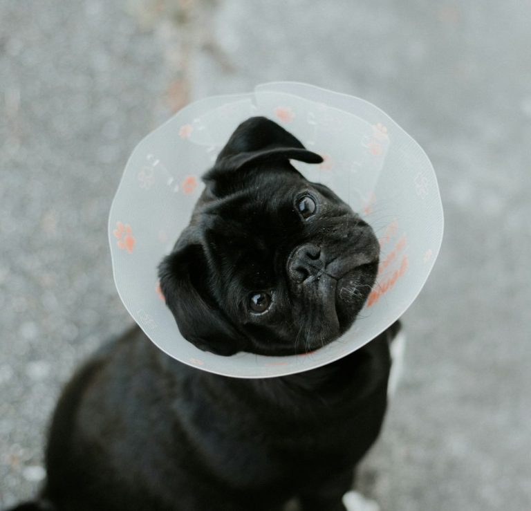 Hundesenior bekommt Mittel. Ein alter Hund leckt eine Flüssigkeit von einer Glaspipette.