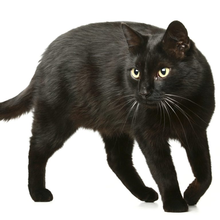 Bachblüten für Katzen Schwarze Katze mit aufmerksamen Augen und geschmeidigem Fell in Bewegung.