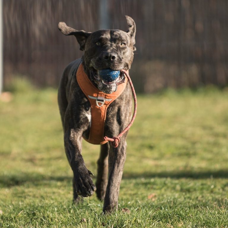Großer dunkler Hund mit orangenem Geschirr läuft mit einem Ball im Mund über die Wiese.