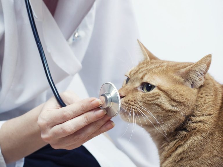 Eine Katze riecht am Stethoskop, das eine Tierärztin ihr hinhält.
